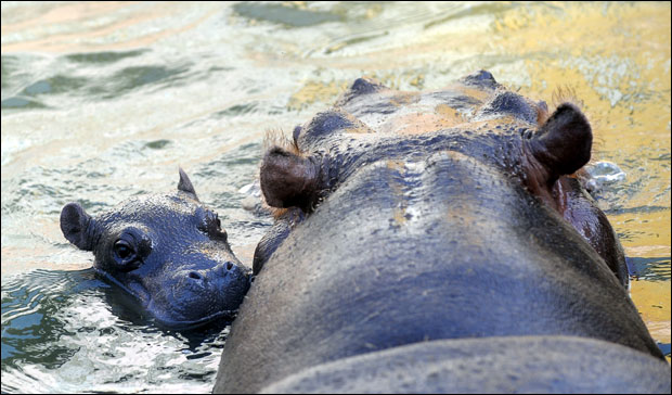 Нила је угинула због срчане мане